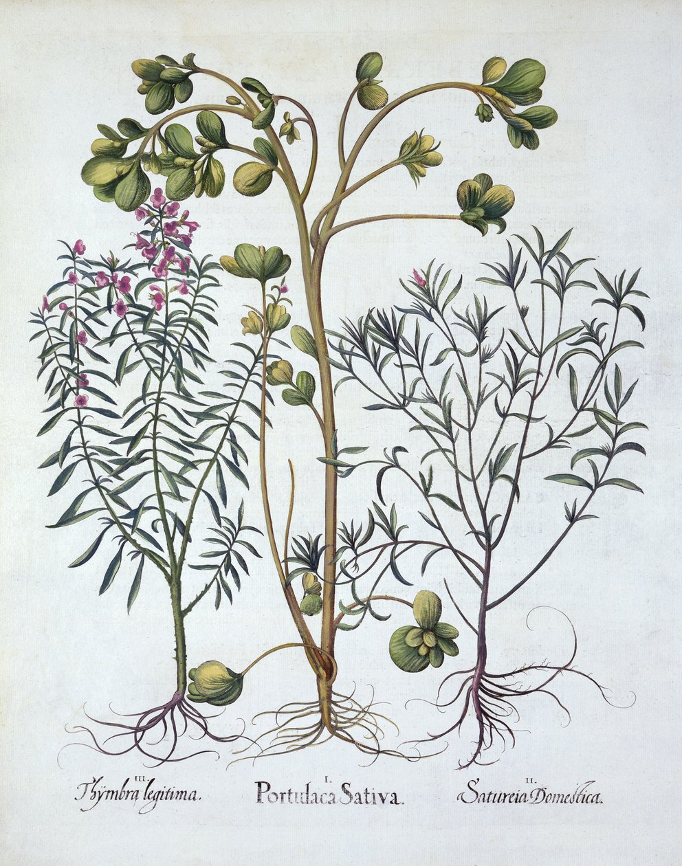 Postelein, Zomerbonenkruid en Winterbonenkruid, uit Hortus Eystettensis, door Basil Besler, gepubliceerd 1613 door German School