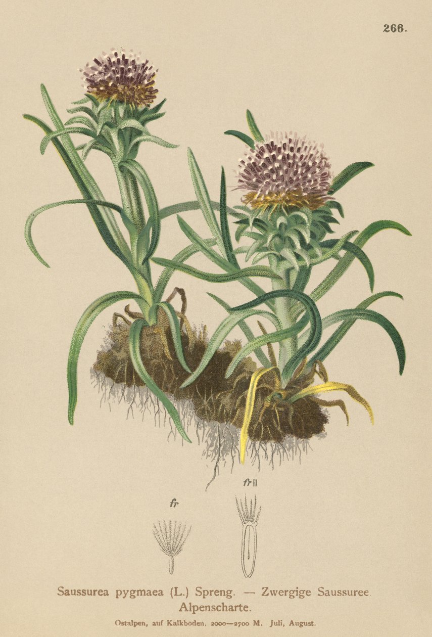 Pygmee Saussurea door German School