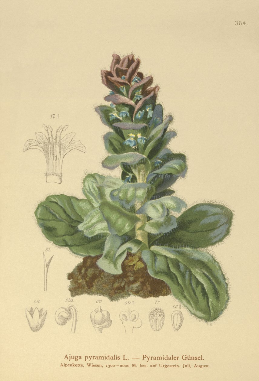 Piramide Bugel (Ajuga pyramidalis) door German School