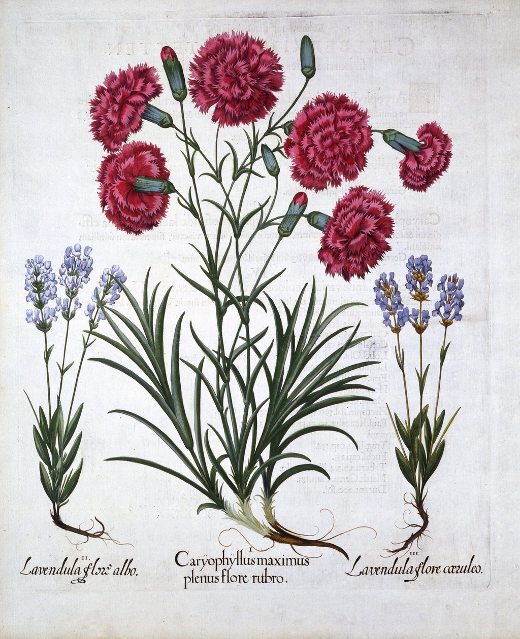 Rode Anjer en Lavendel, uit Hortus Eystettensis, door Basil Besler, gepubliceerd 1613 door German School