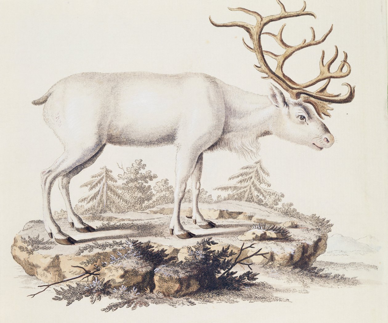 Rendier (Cervus tarandus), uit Zoogdieren geïllustreerd uit de natuur met beschrijvingen, door Johann Christian Daniel von Schreber (1739-1810), gravure door I Nufsbiegel, volume 5, tafel 248-C, Duitsland door German School