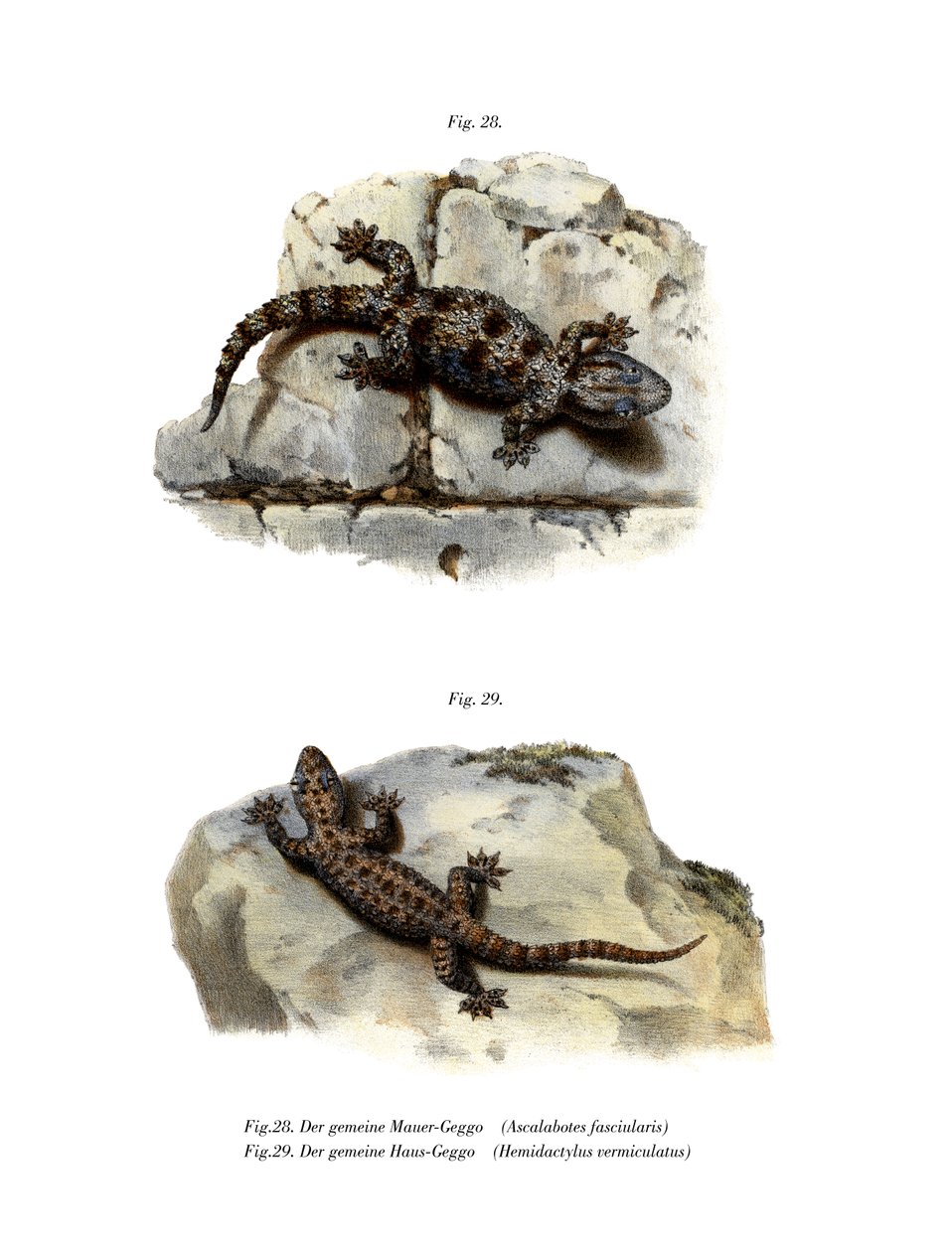 Geringde muurgekko door German School