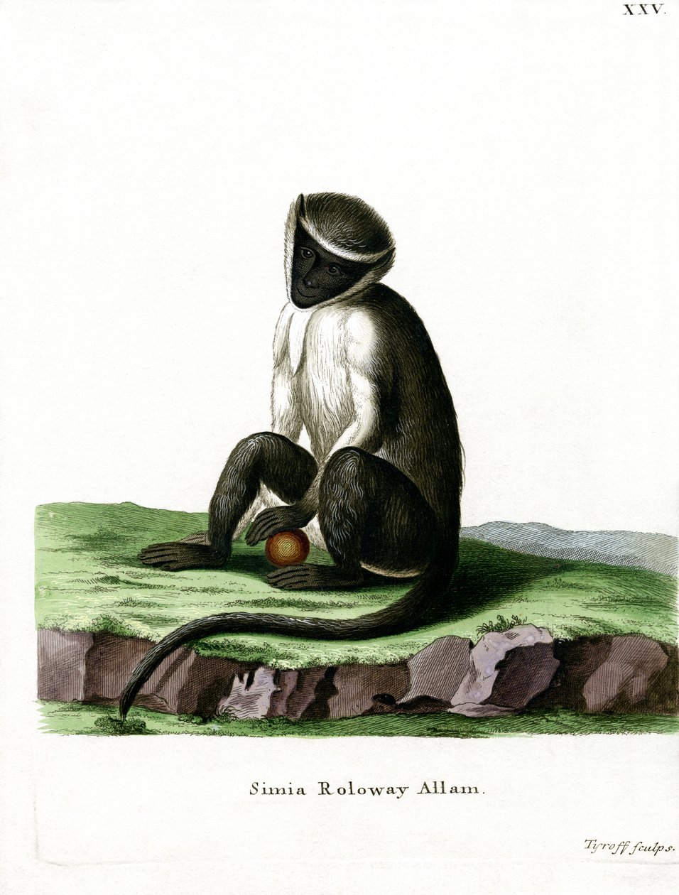 Roloway Guenon door German School