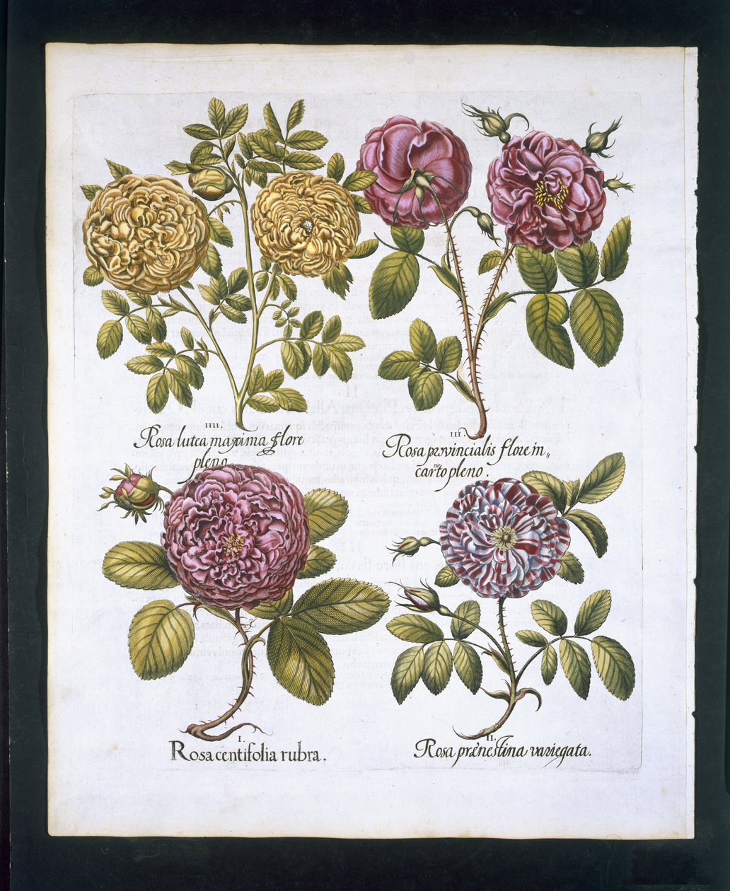 Rozen, plaat 95 uit Hortus Eystettensis door Basil Besler (1561-1629) gepubliceerd in 1613 door German School
