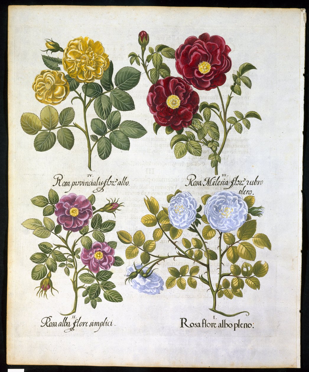 Rozen, plaat 96 uit Hortus Eystettensis door Basil Besler (1561-1629) gepubliceerd in 1613 door German School