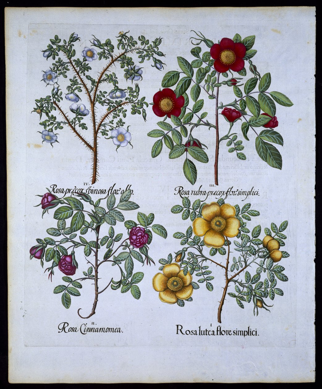 Rozen, plaat 98 uit Hortus Eystettensis door Basil Besler (1561-1629) gepubliceerd in 1613 door German School