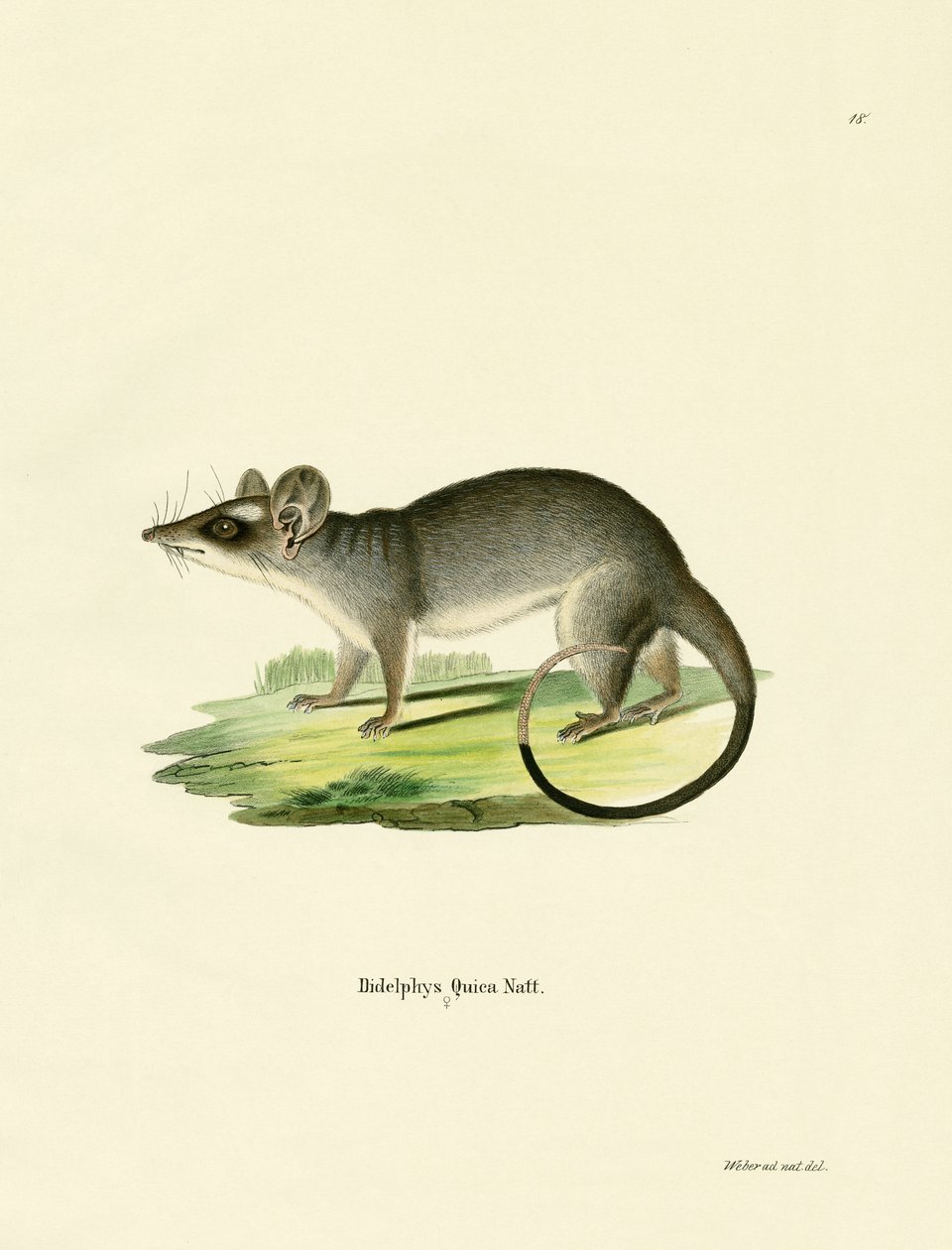 Zuidoostelijke vierogige opossum door German School