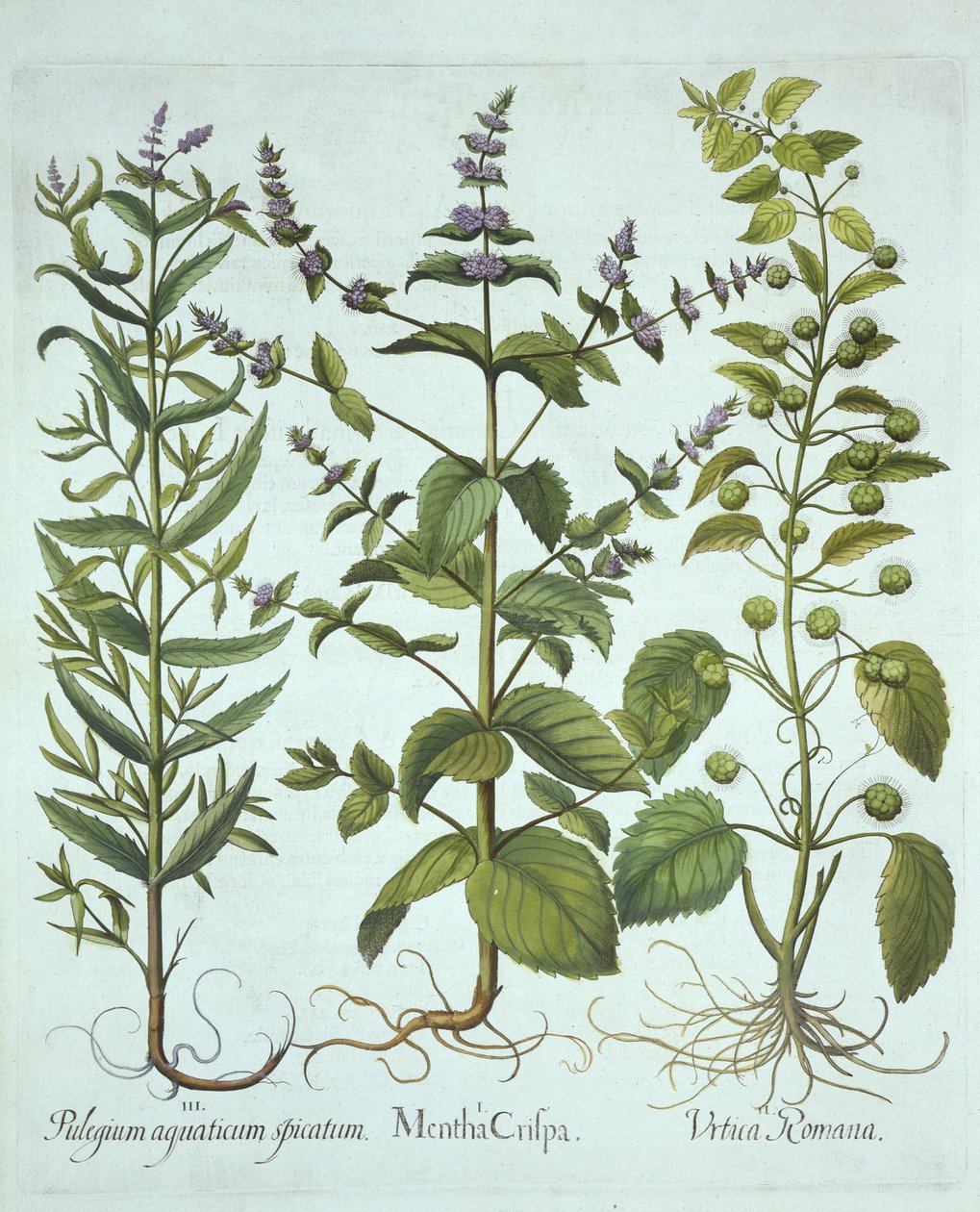 Spearmint, Romeinse Brandnetel en Langbladige Horsemint, uit Hortus Eystettensis, door Basil Besler, gepubliceerd 1613 door German School