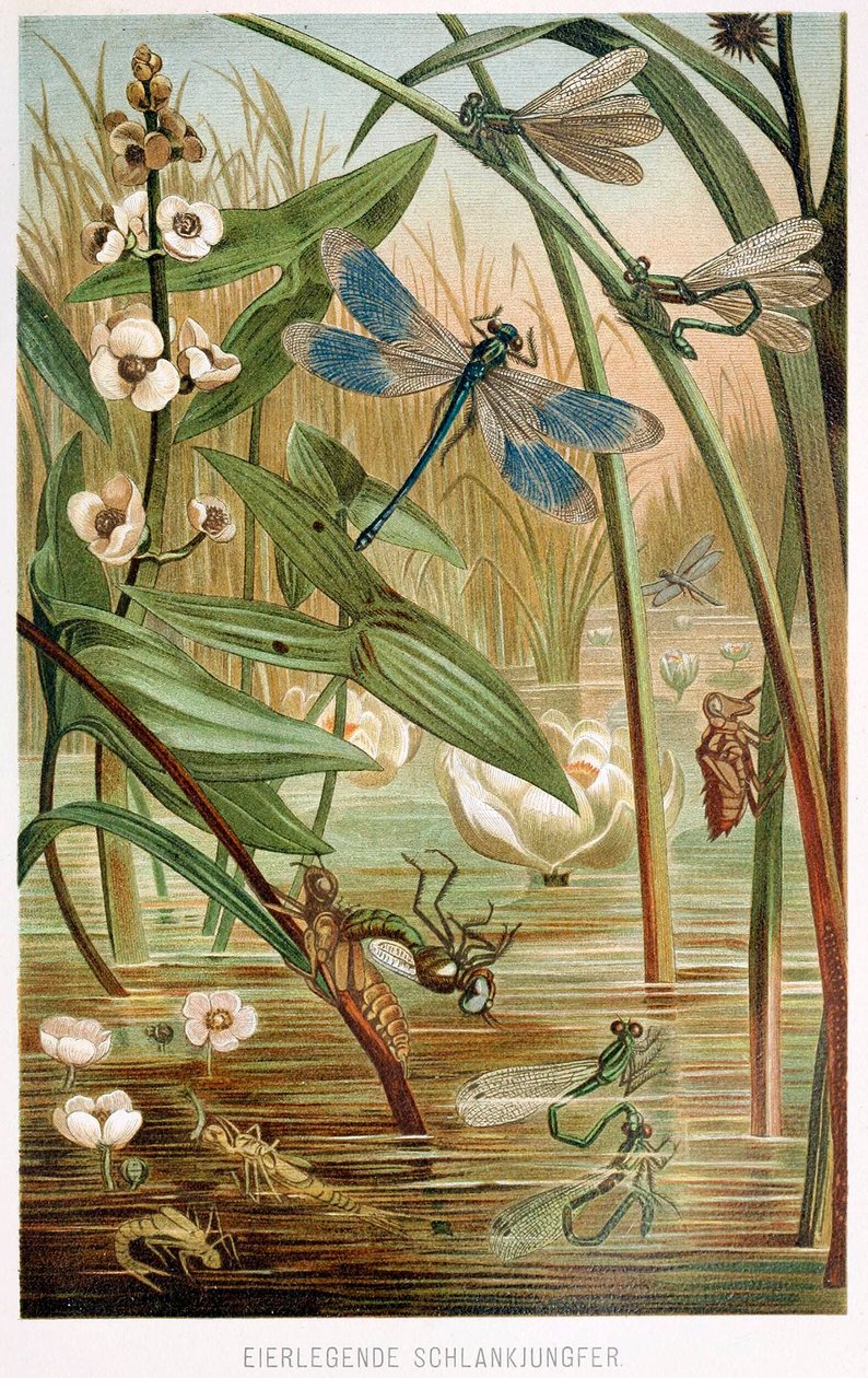 Ontwikkelingsstadia van een waterjuffer, uit Brehms Tierleben, pub. kleur lithografie door German School