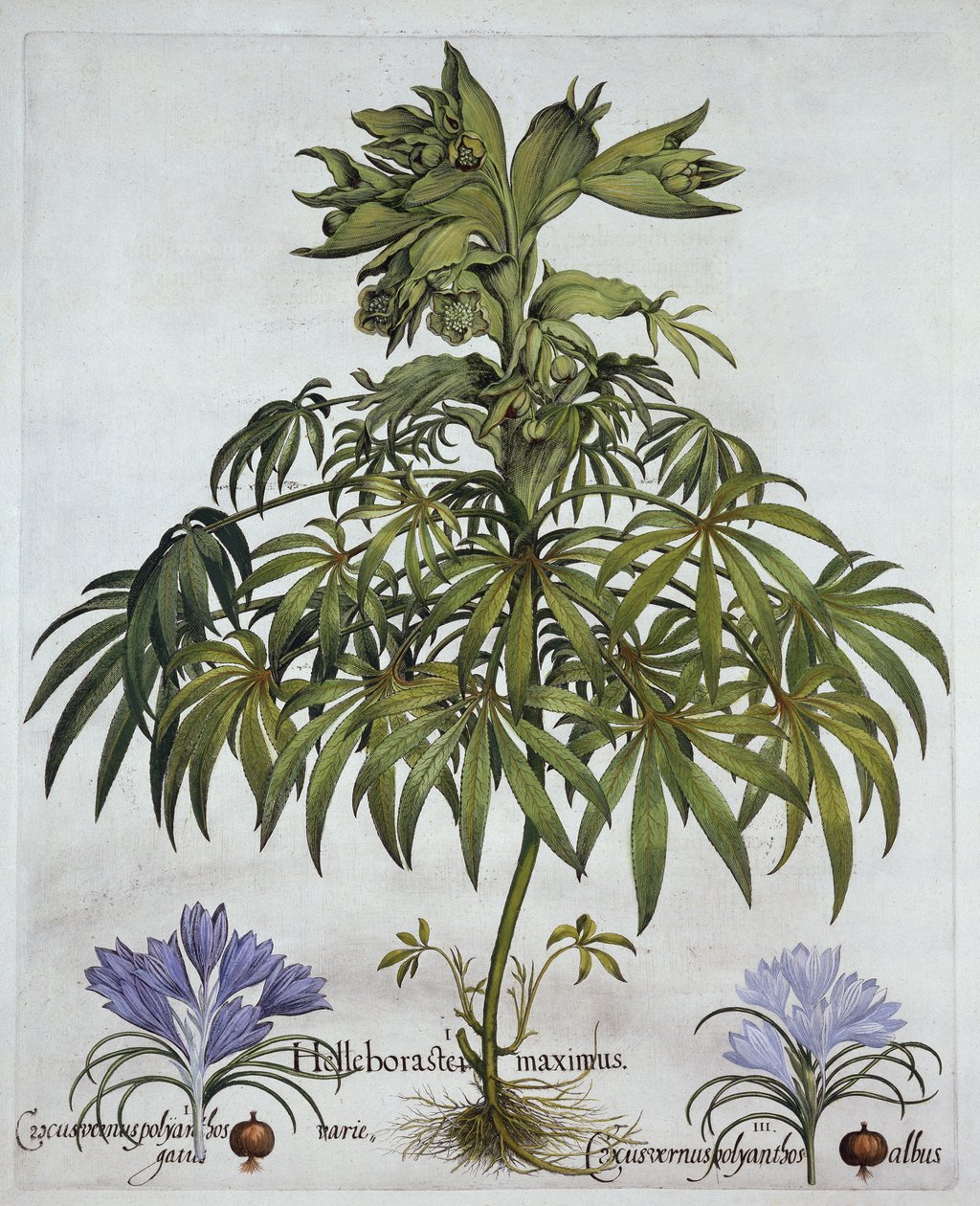 Stinkende Helleborus en Twee Soorten Krokus, uit Hortus Eystettensis, door Basil Besler, gepubliceerd 1613 door German School