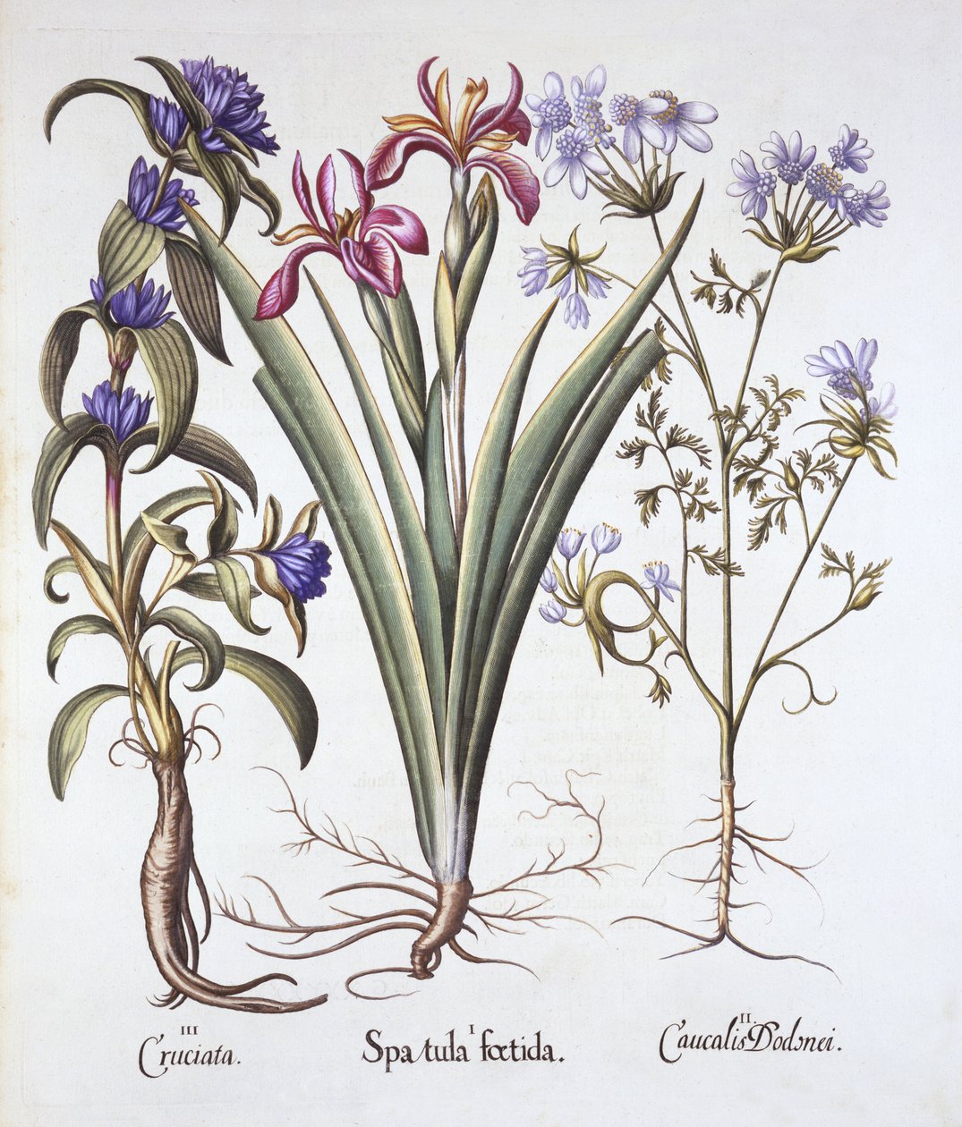 Stinkende Iris, Orlaya en Kruisbladgentiaan, uit Hortus Eystettensis, door Basil Besler, 1613 door German School