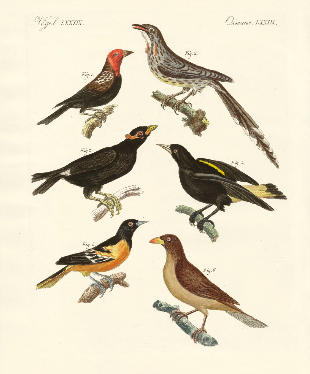 Vreemde vogels door German School