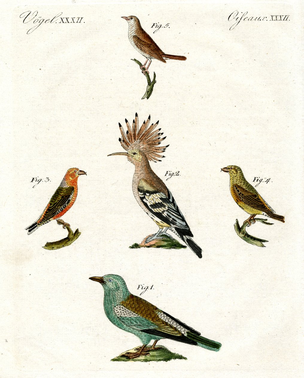 Vreemde huisvogels door German School