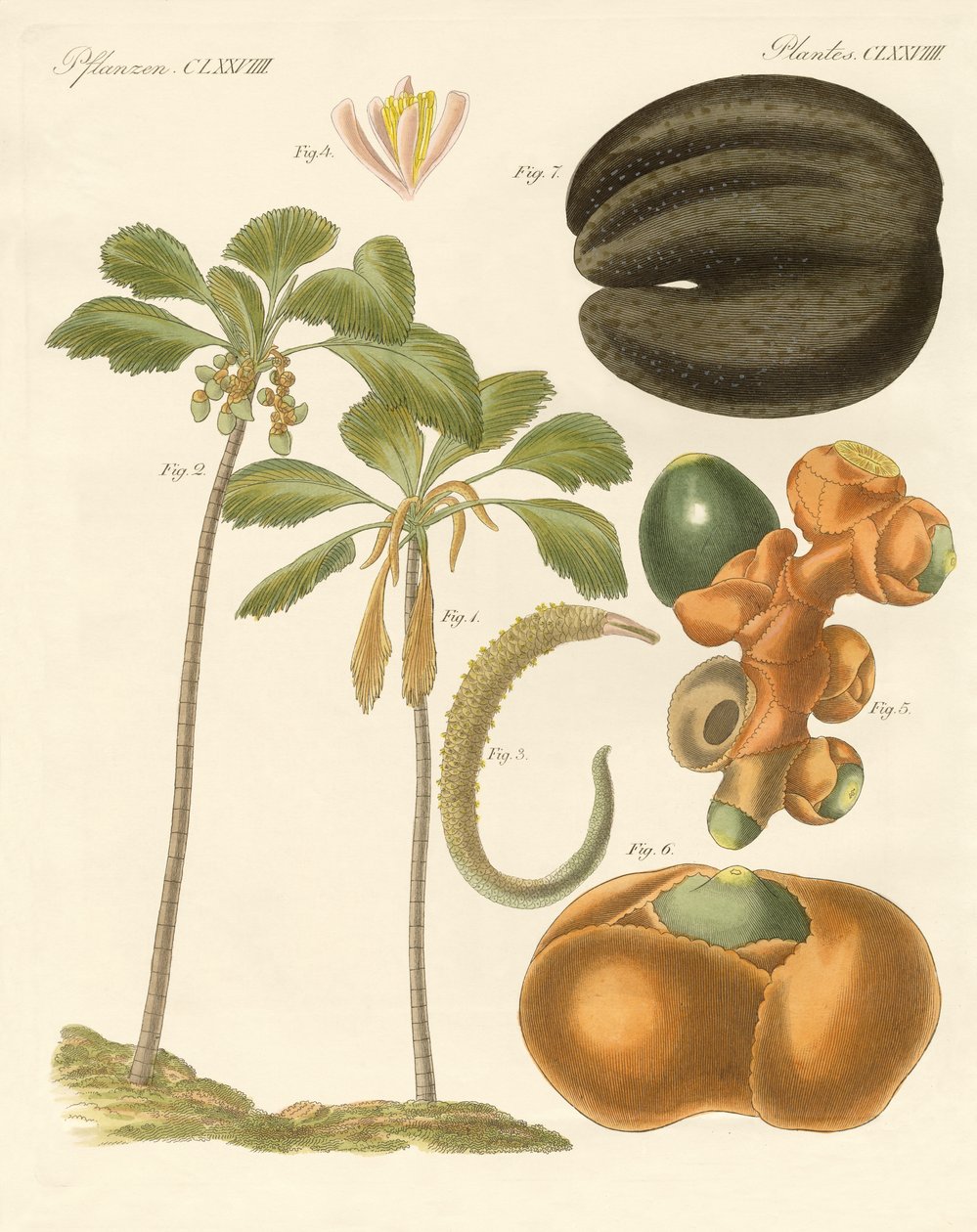 Vreemde planten door German School