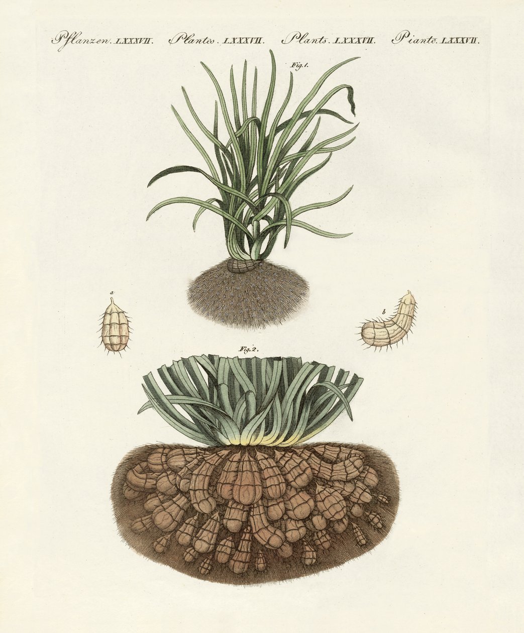 Vreemde planten door German School