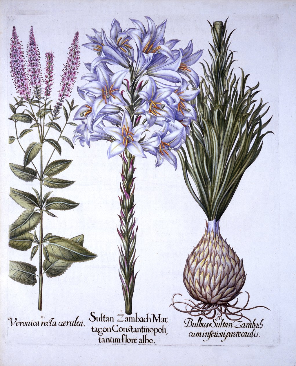 Sultan Zambach Lelie en Bol, Veronica, uit Hortus Eystettensis, door Basil Besler, 1613 door German School