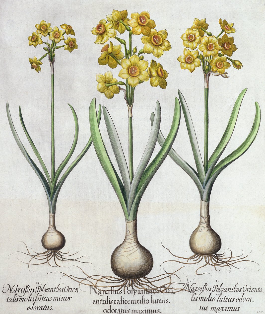 Tazetta Narcissen, uit de Hortus Eystettensis door Basil Besler (1561-1629), pub. 1613 door German School