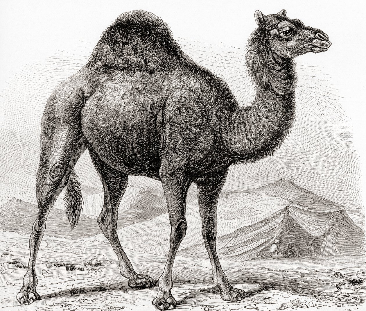 De Dromedaris alias Arabische kameel, uit 