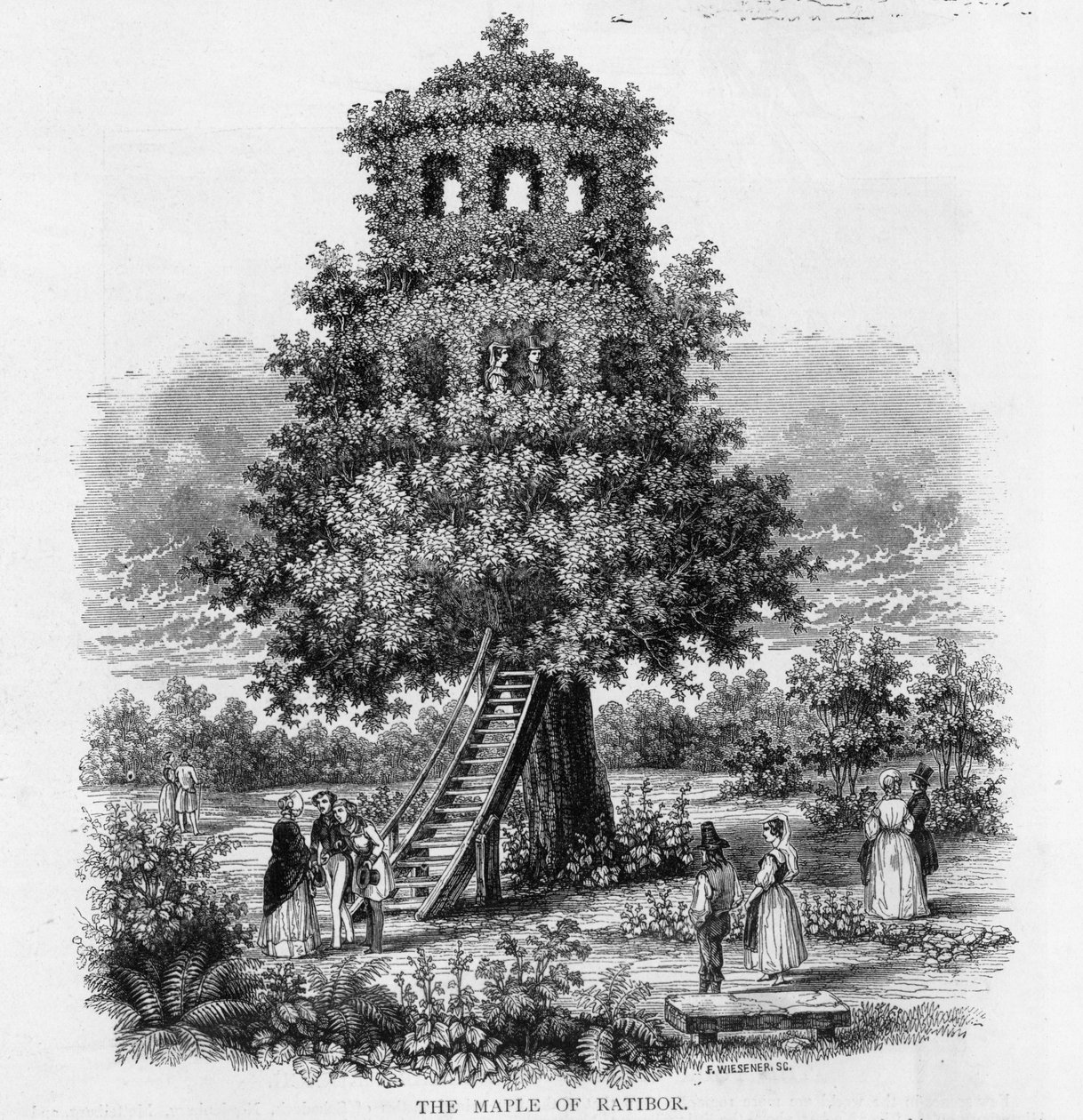 De Esdoorn van Ratibor, Silezië, 1893 door German School