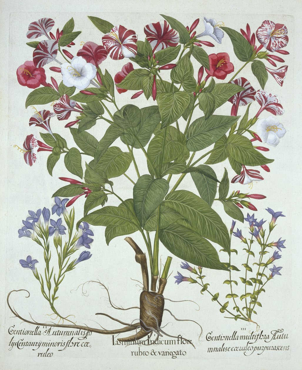 De Wonder van Peru en Twee Soorten Gentiaan, uit Hortus Eystettensis, door Basil Besler, gepubliceerd 1613 door German School