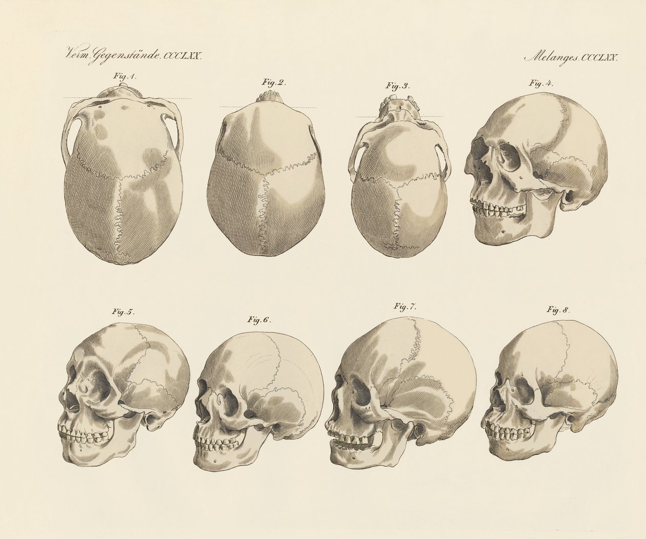 De schedel van de vijf menselijke rassen (gekleurde gravure) door German School