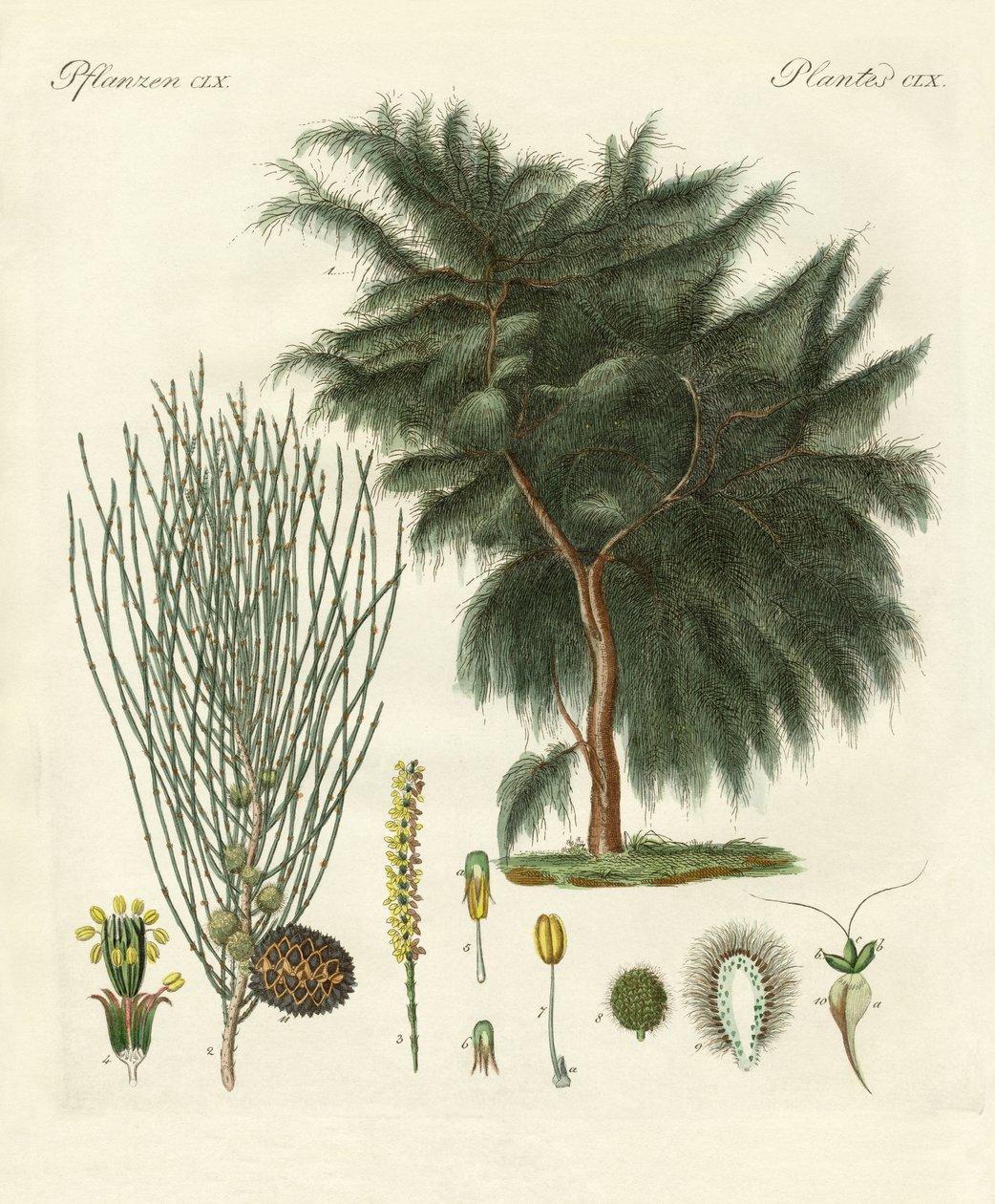 De vierflappige casuarina door German School
