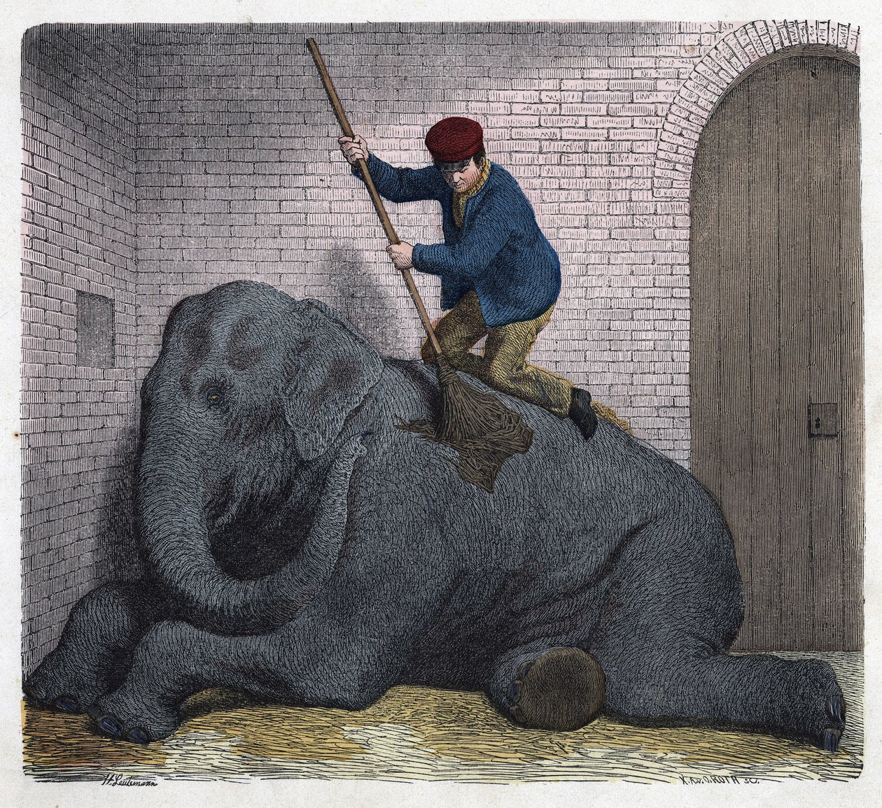 De ochtendtoilette van de Lilli-olifant. In 