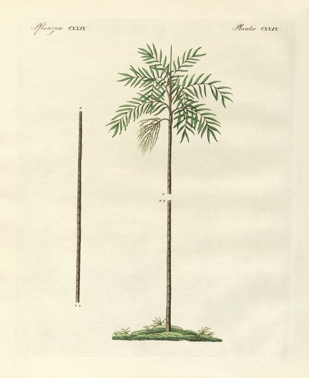 De slanke palm van Nieuw-Ierland door German School