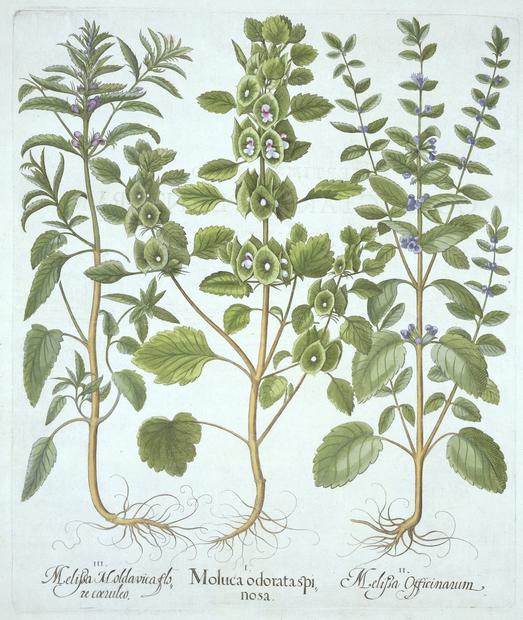 Drie Soorten Melisse, uit Hortus Eystettensis, door Basil Besler, gepubliceerd 1613 door German School