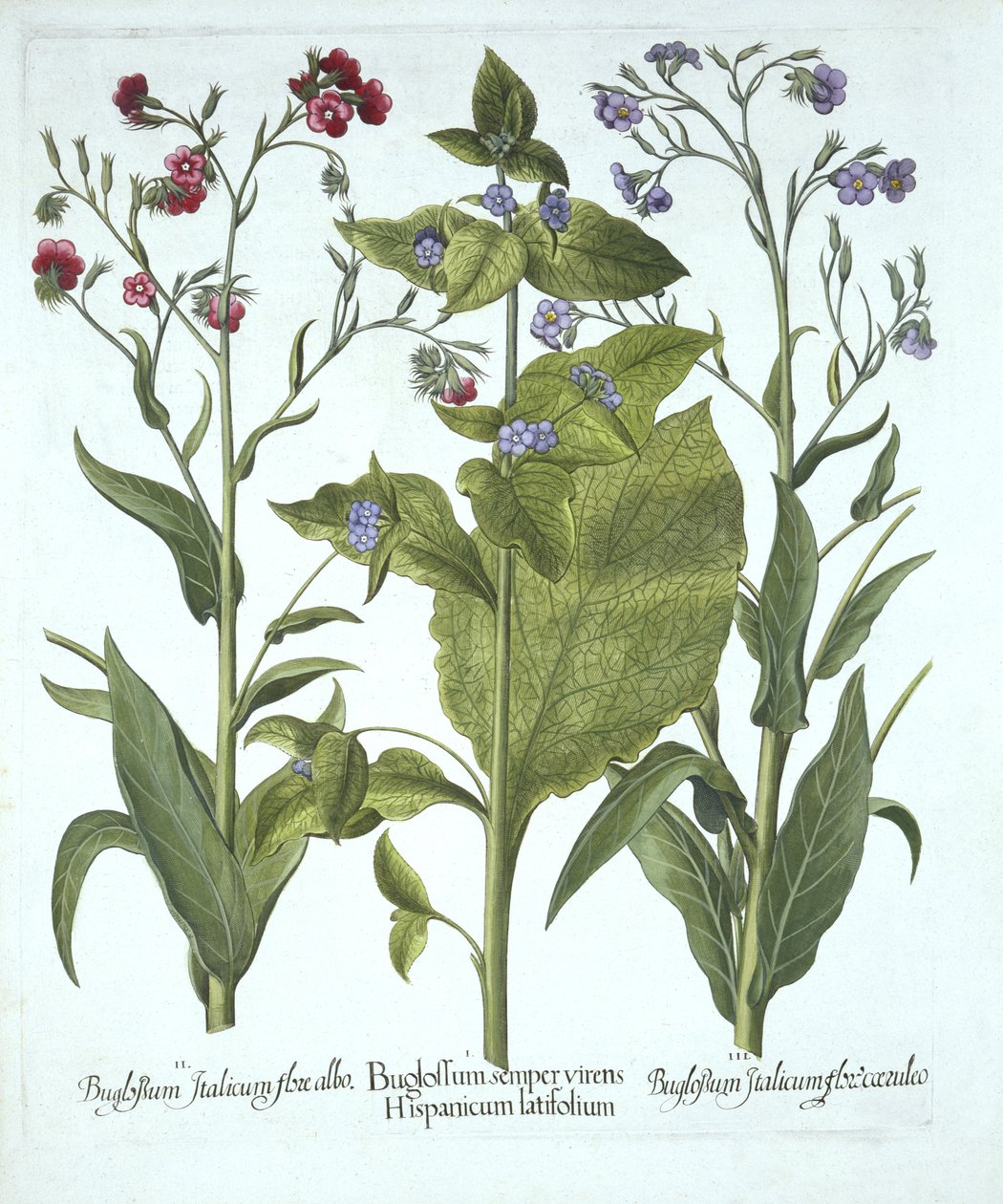 Drie variëteiten van Bugloss, uit Hortus Eystettensis, door Basil Besler, gepubliceerd 1613 door German School