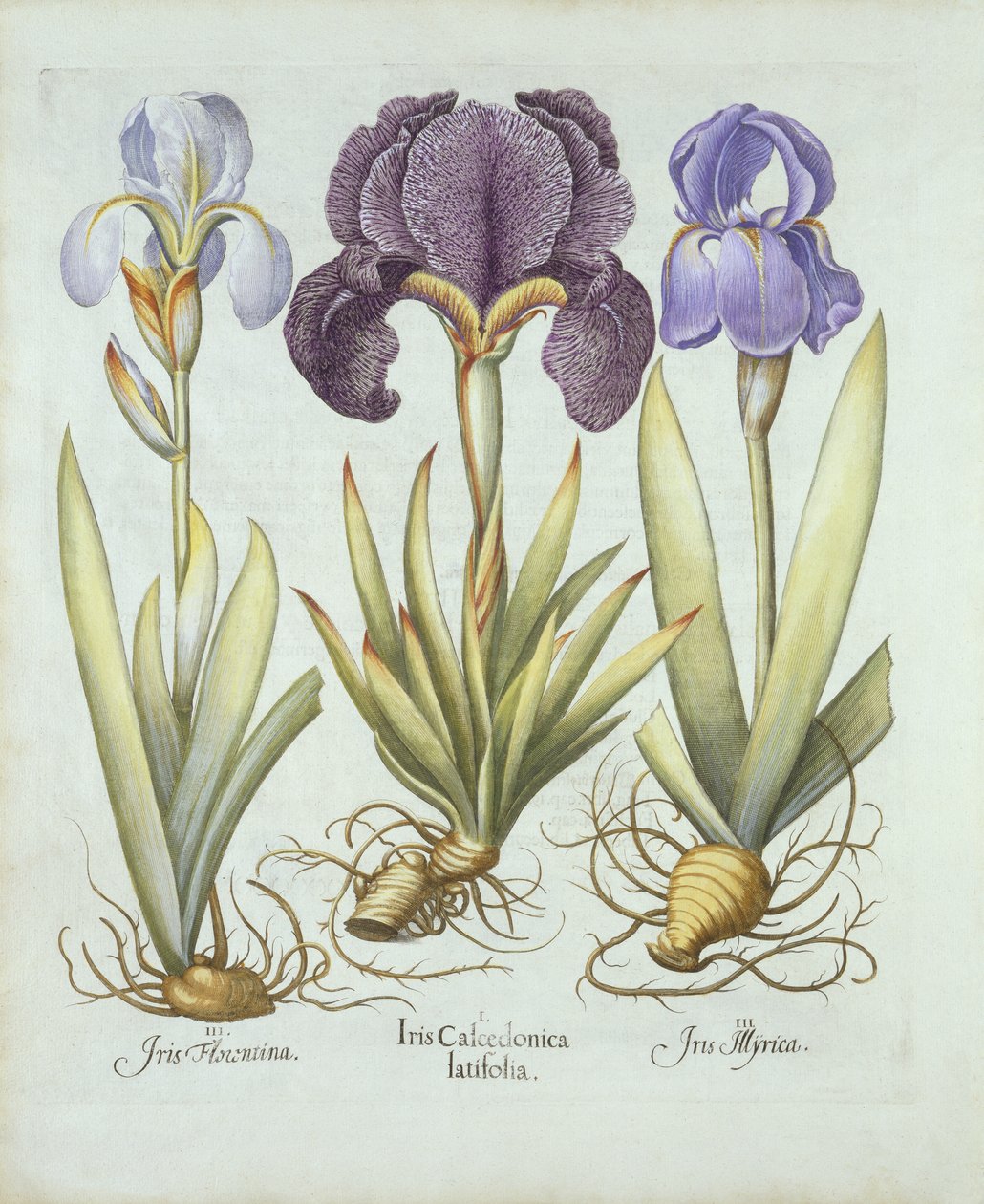 Drie variëteiten van baardloze irissen, uit Hortus Eystettensis, door Basil Besler, gepubliceerd 1613 door German School