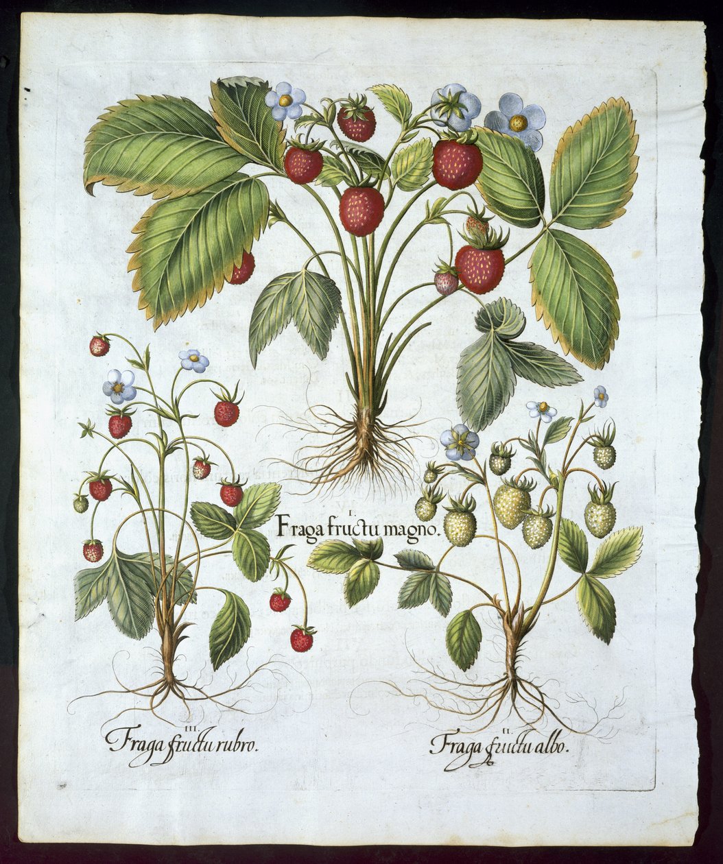 Drie soorten aardbeien, plaat 116, uit Hortus Eystettensis door Basil Besler (1561-1629) gepubliceerd in 1613 door German School