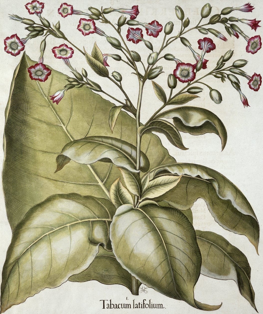 Tabaksplant, uit de Hortus Eystettensis door Basil Besler (1561-1629), pub. 1613 door German School
