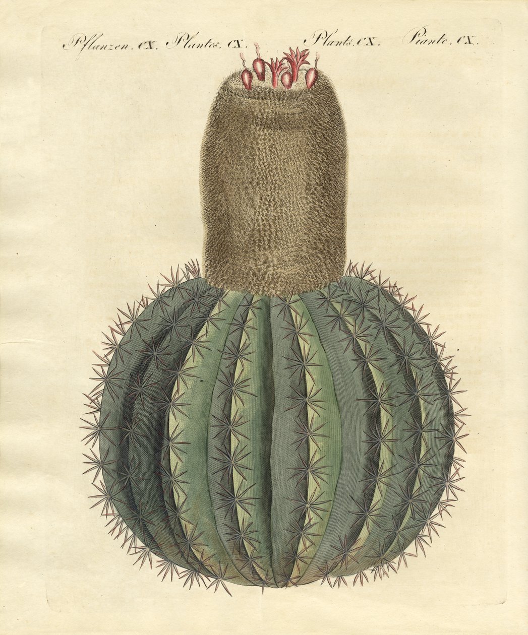 Turks-cap Cactus door German School