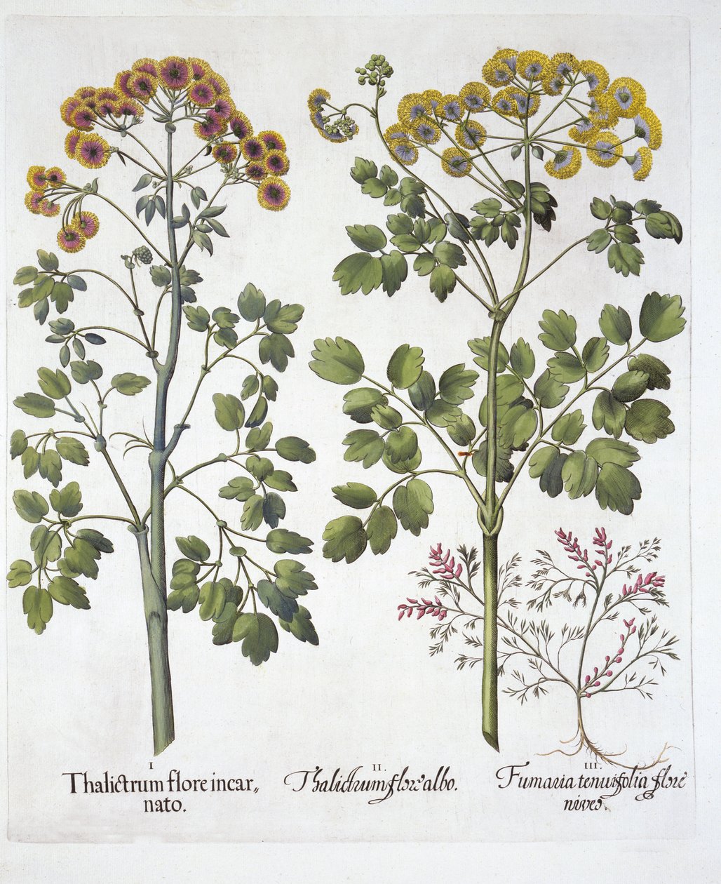 Twee Soorten Weideruit en Helmbloem, uit Hortus Eystettensis, door Basil Besler, 1613 door German School