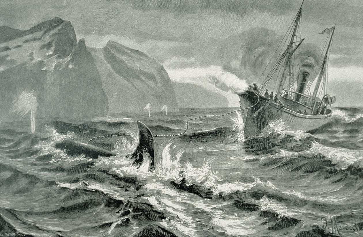 Gebruik van een harpoengeweer vanaf een snelle stoomboot door German School