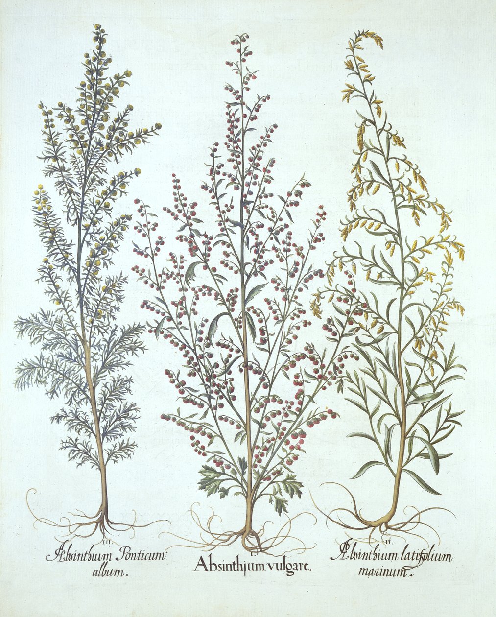 Variaties van Alsem, uit Hortus Eystettensis, door Basil Besler, gepubliceerd 1613 door German School