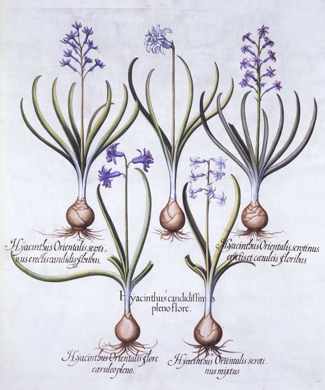 Hyacintvariëteiten met Bol, uit Hortus Eystettensis, door Basil Besler, 1613 door German School