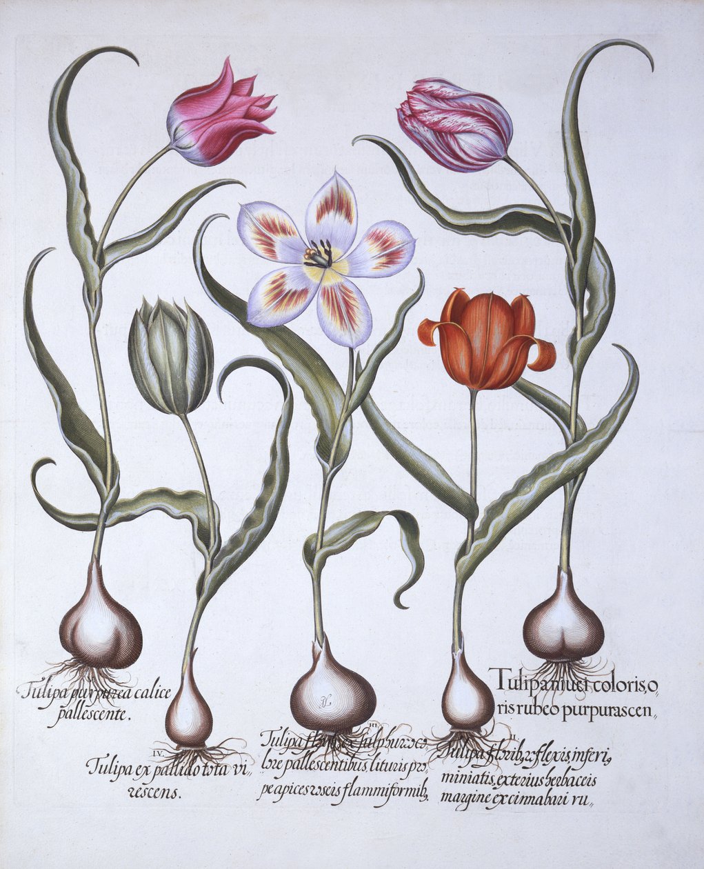 Variëteiten van Tulp, uit Hortus Eystettensis, door Basil Besler, 1613 door German School