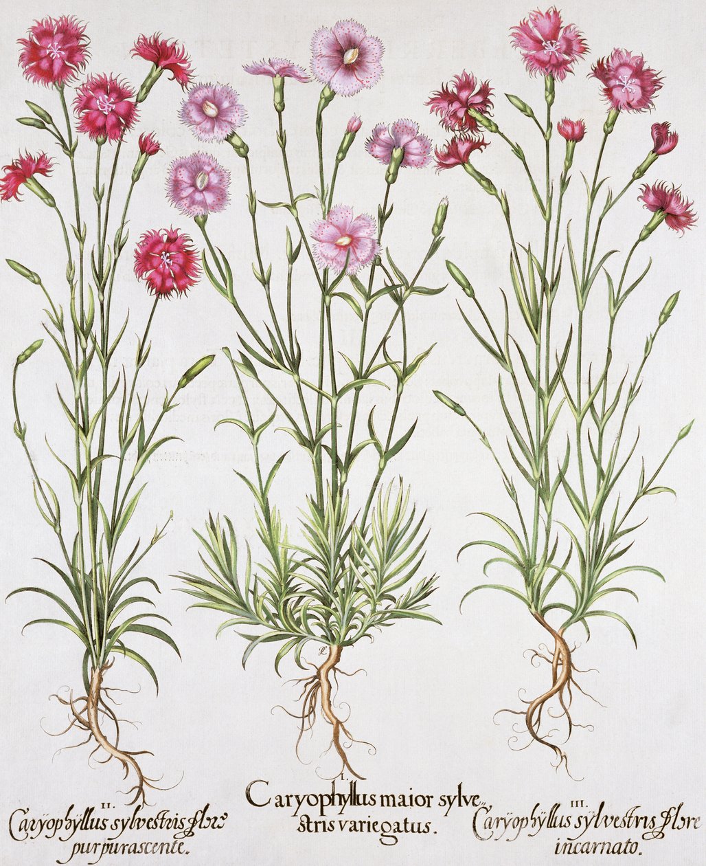 Verschillende soorten Dianthus, uit de Hortus Eystettensis door Basil Besler (1561-1629), pub. 1613 door German School