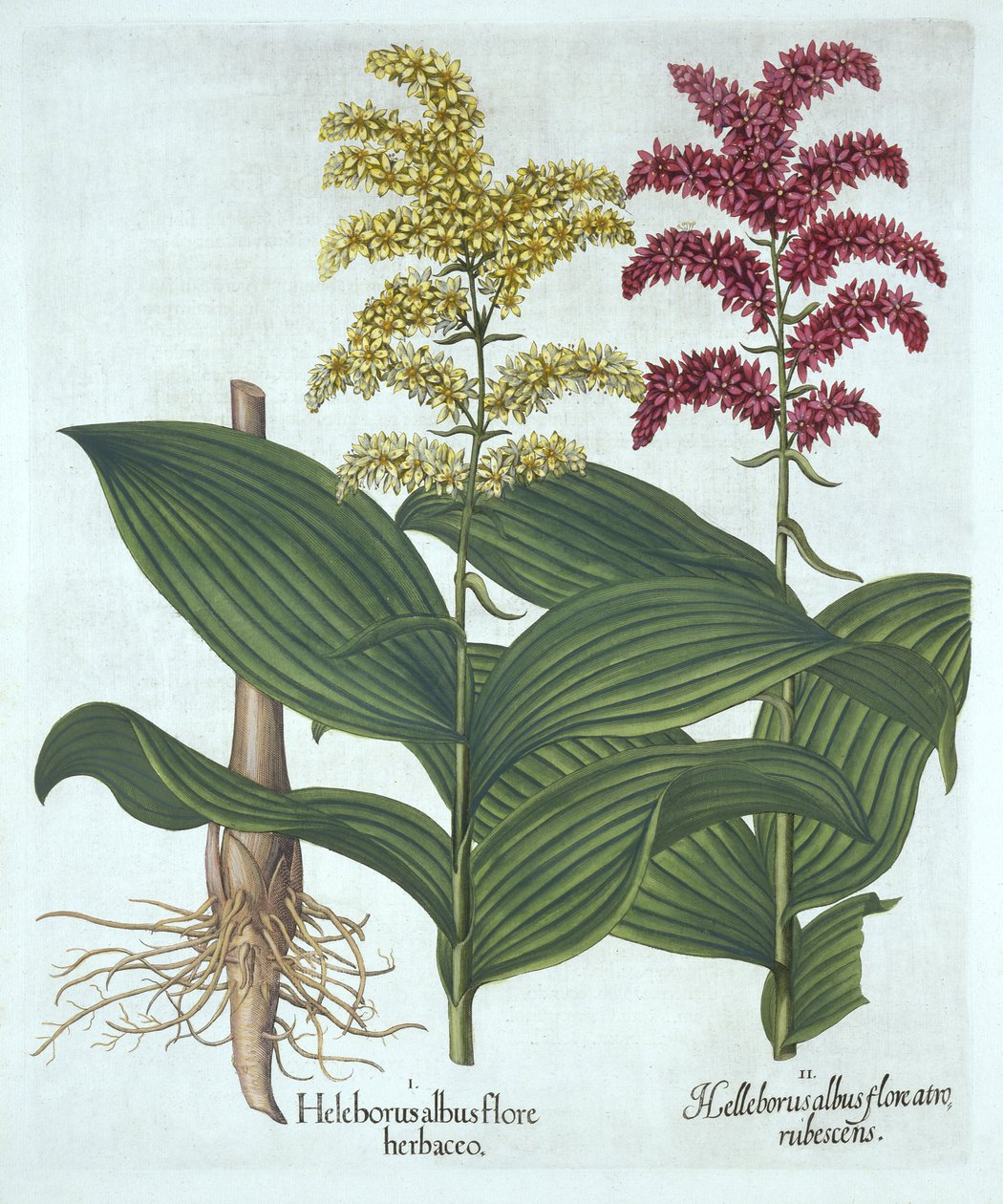 Veratrum, uit "Hortus Eystettensis", door Basil Besler door German School