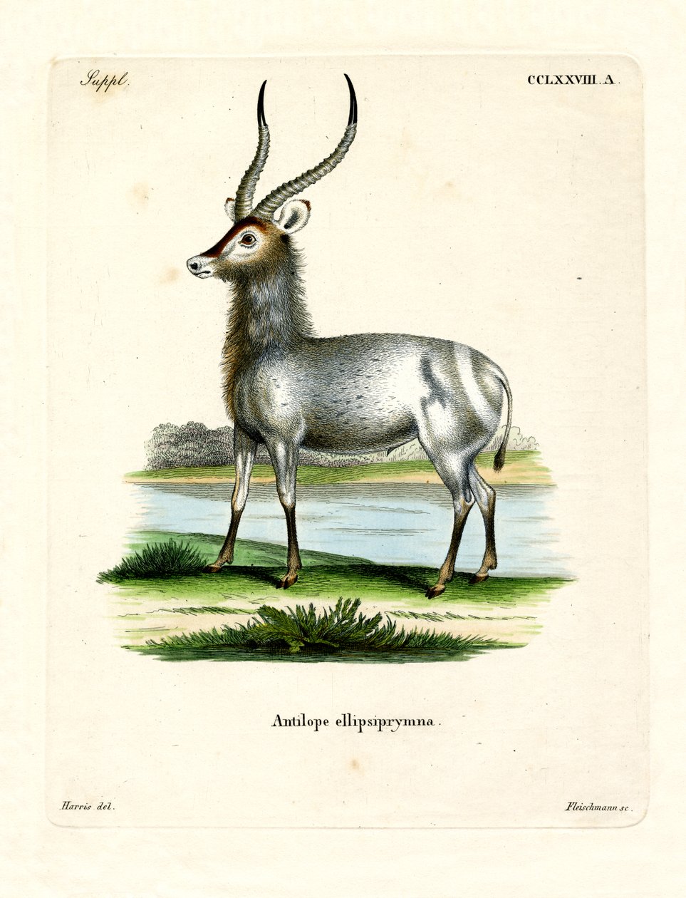 Waterbok door German School