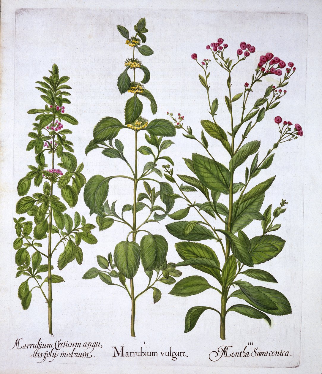 Witte Malrove, Malrove en Munt, uit Hortus Eystettensis, door Basil Besler, gepubliceerd 1613 door German School