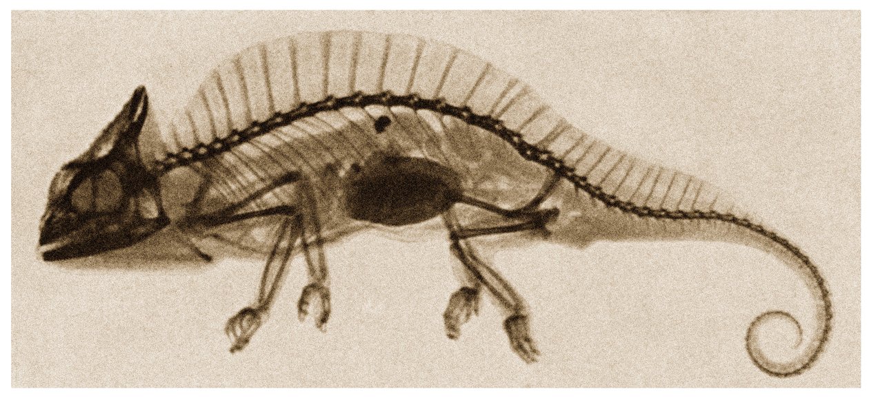 Röntgenfoto van een Kameleon, ca. 1890 door German School
