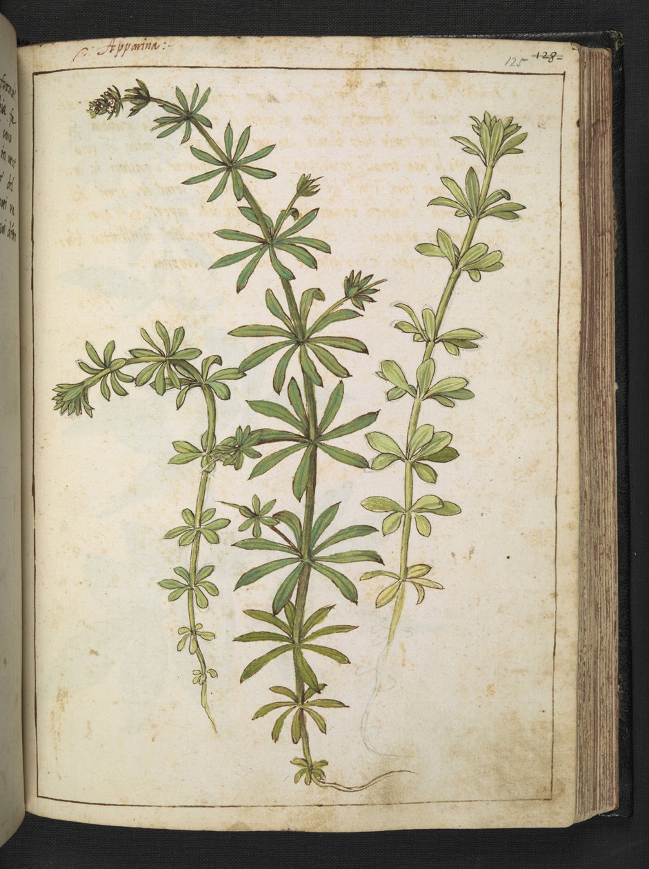 Een plant met groene bladeren, uit 