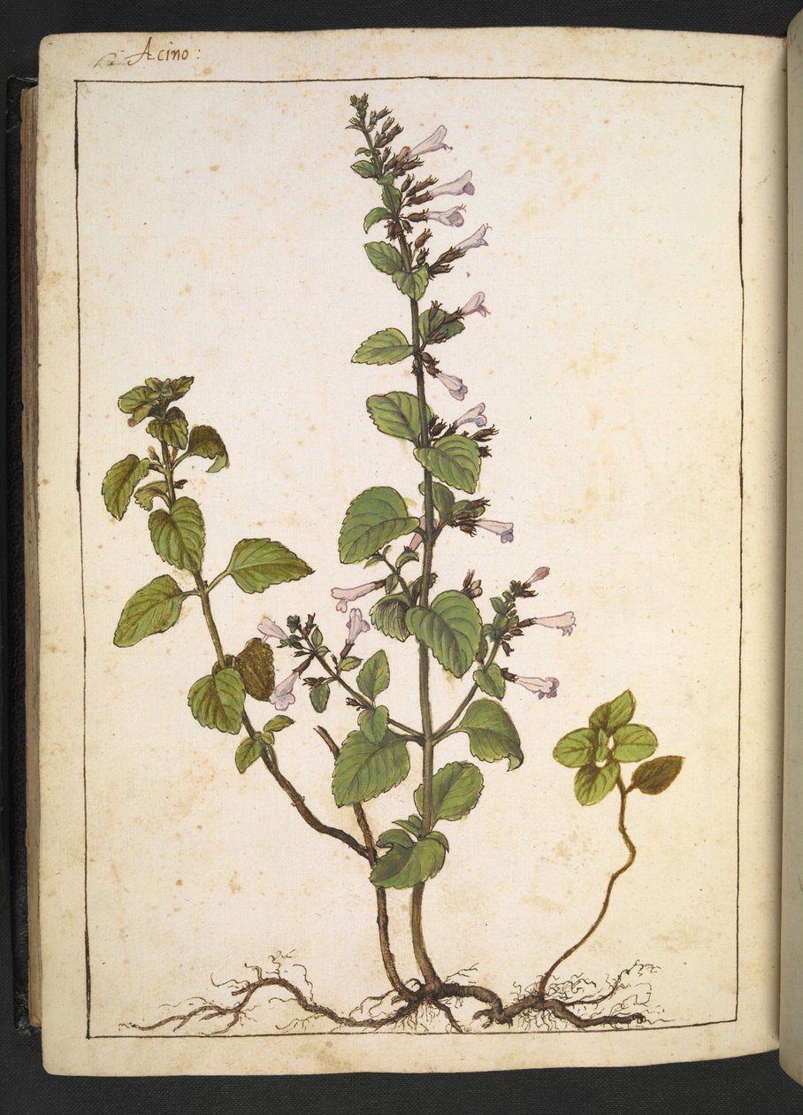 Acinos, Clinopodium: Meerjarige houtachtige plant met buisvormige bloemen, uit 