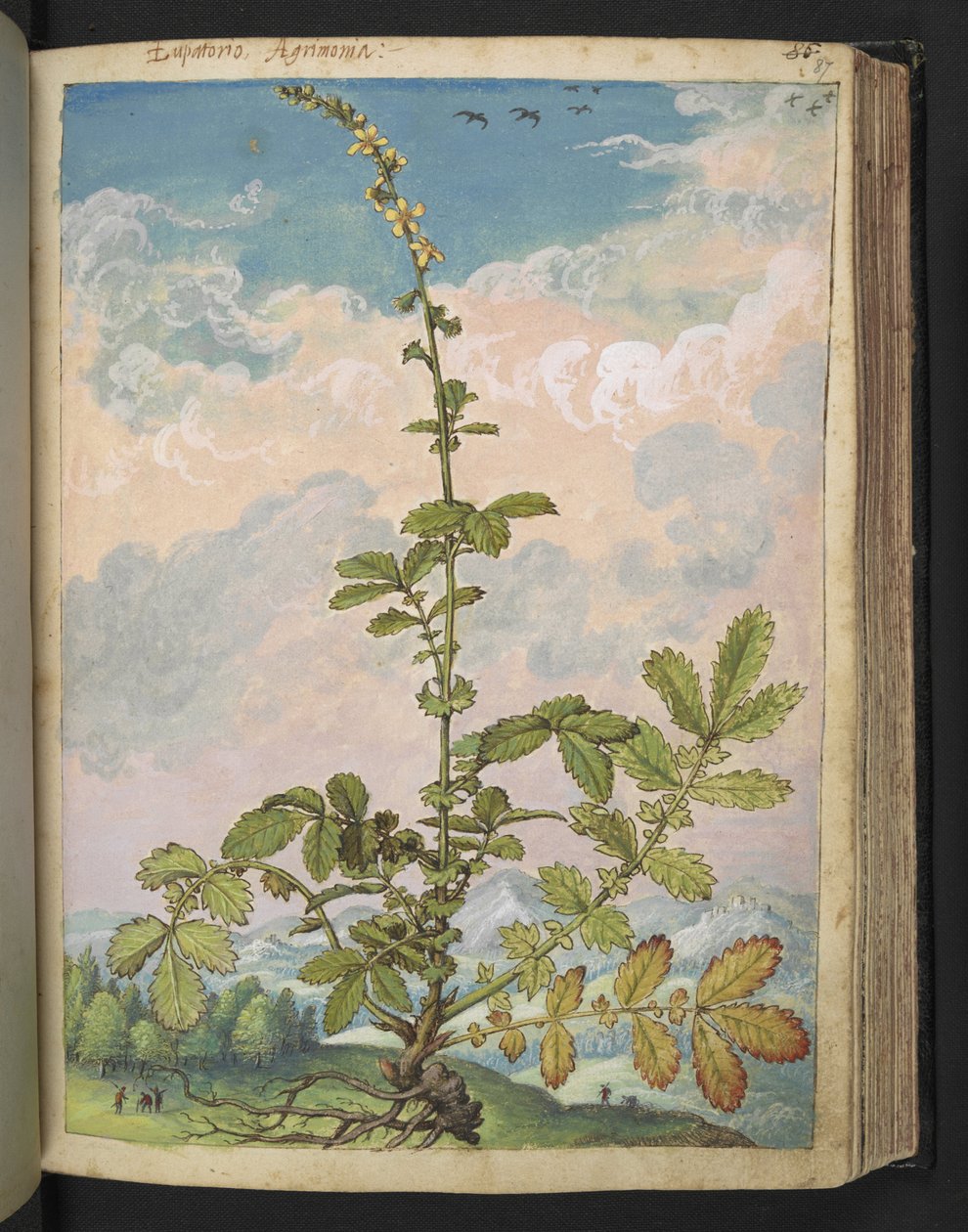 Agrimonia eupatoria, uit "Schilderijen van Flora van de Romeinse Staten" door Gherardo Cibo, Add MS 22333, f087r, c.1564-84 door Gherardo Cibo