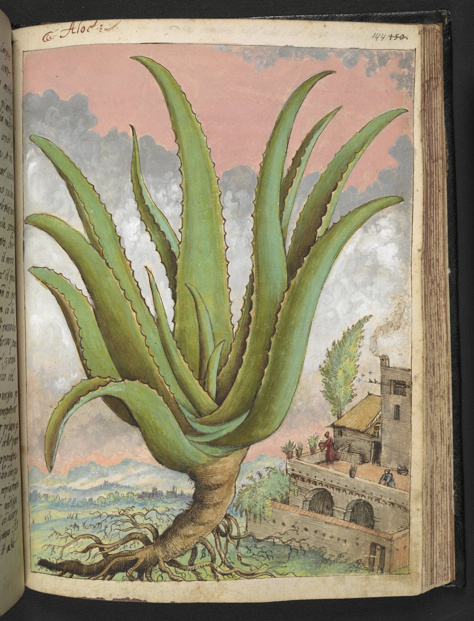 Aloe vera, uit 