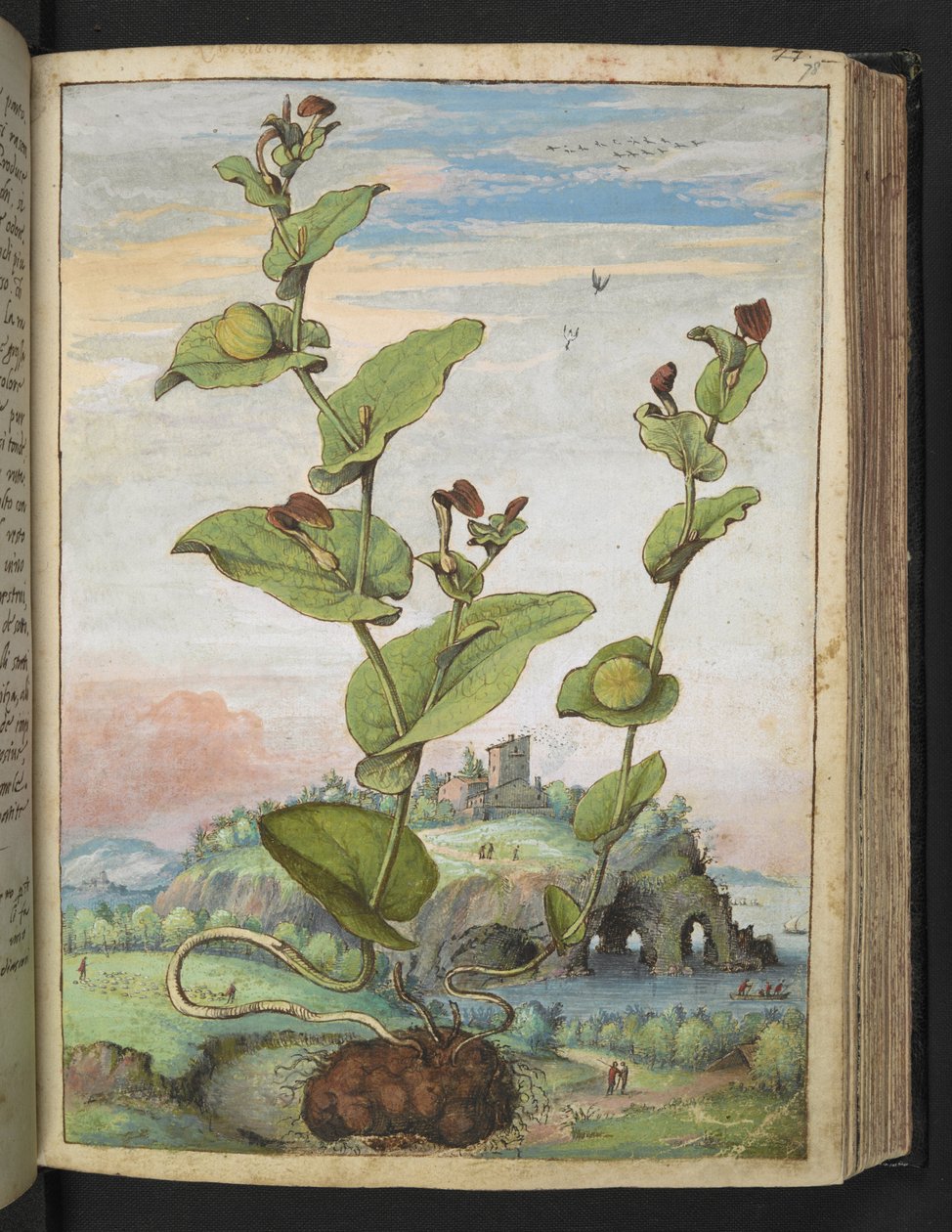 Aristolochia rotunda: Een vrucht dragende plant, uit "Schilderijen van Flora van de Romeinse Staten" door Gherardo Cibo door Gherardo Cibo