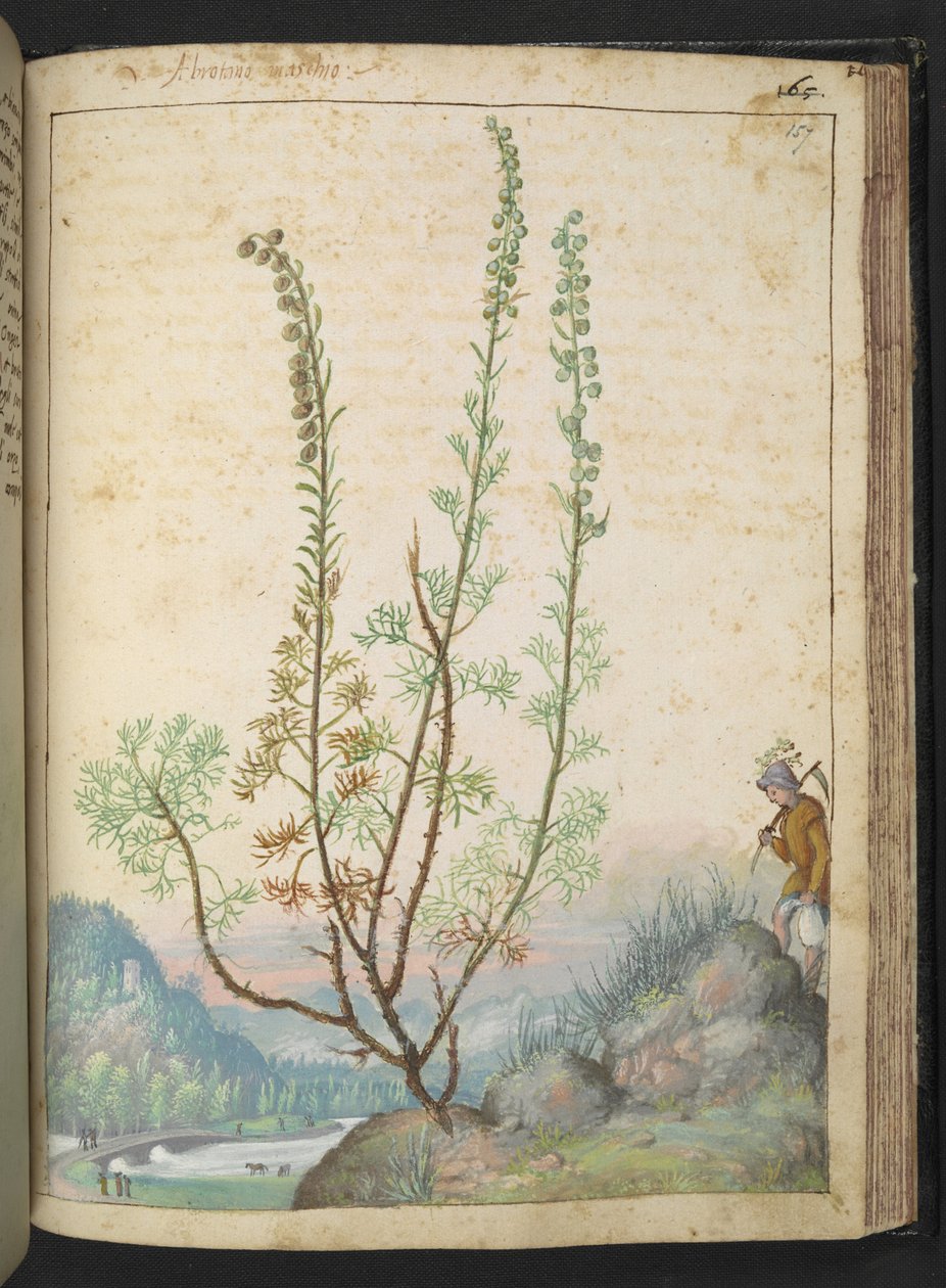 Artemisia abrotanum (citroenkruid), uit 